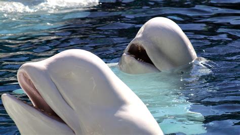 Beluga Whale Spotted Swimming In The River Thames In Shocking Video Fox News