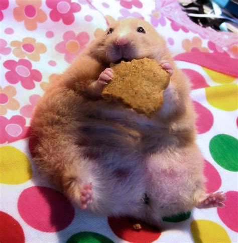 Fat Hamster On Tumblr