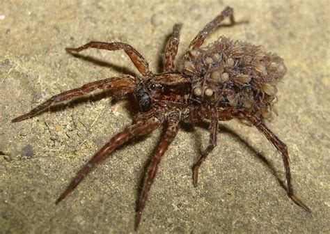 Wolf Spiders | The Life of Animals