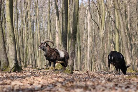 Europese Mouflondieren Achter De Omheining Stock Foto Image Of Gazon