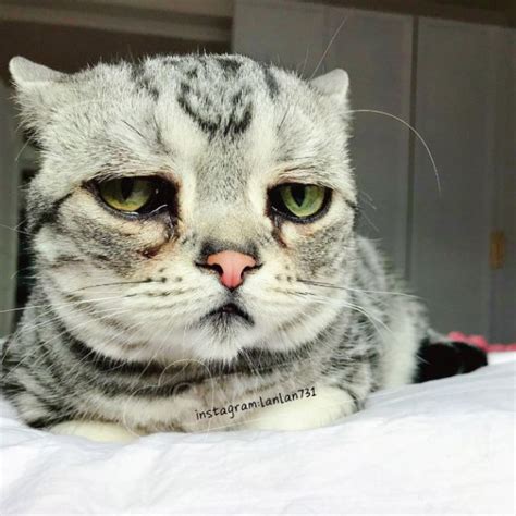 Luhu Isthe Saddest Cat In The World 12 Pics