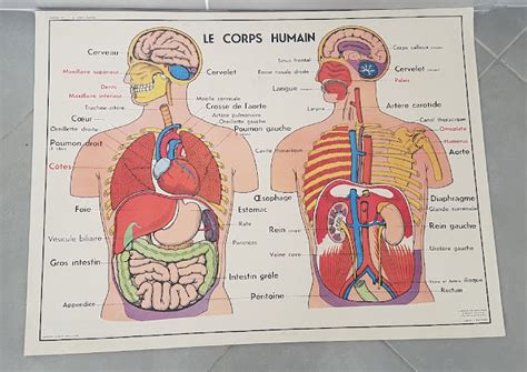Ecole Fmr Affiches Scolaires Anatomie Du Corps Humain Affiche Scolaire