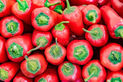 Stack Of Red Poblano Peppers Stock Image Image Of Healthy Mexico 117079667