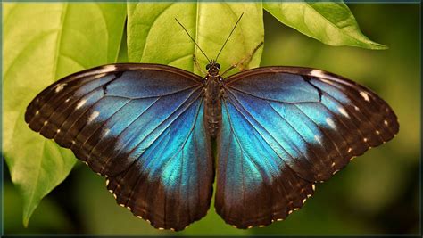 Peleides Blue Morpho Butterfly Stunning And Iridescent