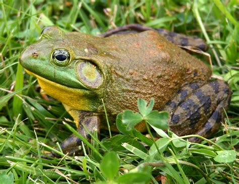 Bullfrog Facts And Latest Photographs The Wildlife