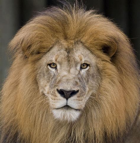 What Does The Mane Of A Lion Symbolize Dark And Thick Mane Indicates