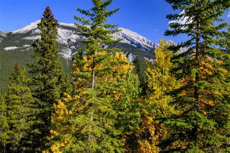Scene Of Forests And The Canadian Rocky Mountains In Autumn Banff