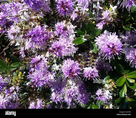 Purple Flower Clusters Stock Photo Alamy