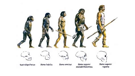 Cuero En Consecuencia Bicapa La Evolucion Del Hombre Teoria De Darwin