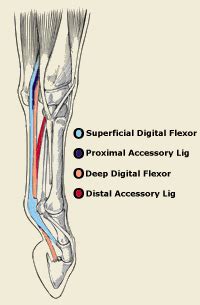 Related online courses on physioplus. Left Leg Flexor Tendon Location - Hip And Groin Injuries ...