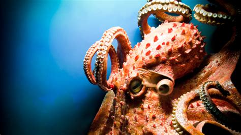 In Soul Of An Octopus An Invertebrate Steals Our Hearts Cosmos And Culture NPR