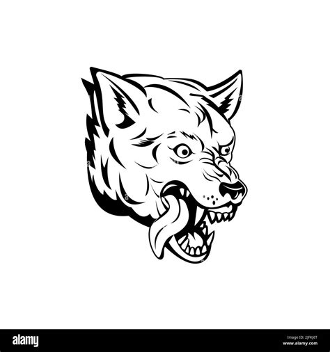 Sports Mascot Illustration Of Head Of An Aggressive And Angry Wolf