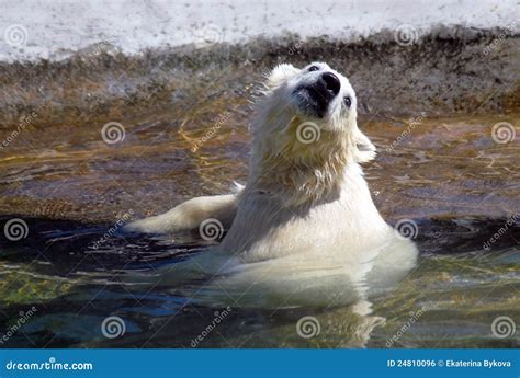 Urso Polar Branco Pequeno Que Toma O Banho Foto De Stock Imagem De Perigoso Branco 24810096