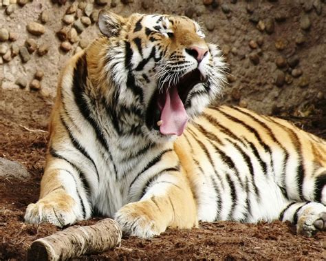 Indian Bengal Tiger Wallpapers Hd Wallpapers Id 8161