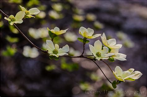 Spring In Yosemite Eloquent Images By Gary Hart