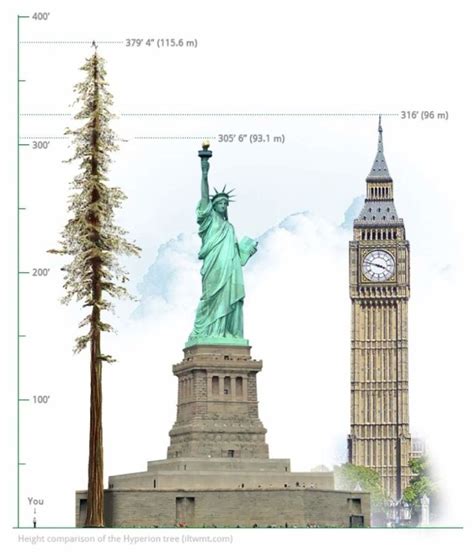 Height Comparison Of The Tallest Tree On Earth Sequoia Sempervirens