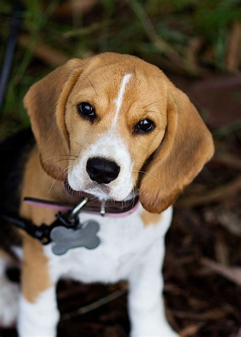 The Nose Beagle Puppy Cute Beagles Beagle Dog