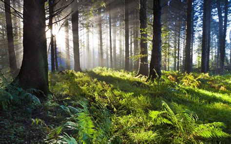 Fonds Décran Forêt Herbe Arbres Vert Lumière Du Soleil 3840x2160