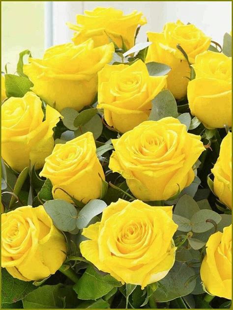 20 Inspiración Rosas Amarillas Mas Hermosas Del Mundo Alyshia