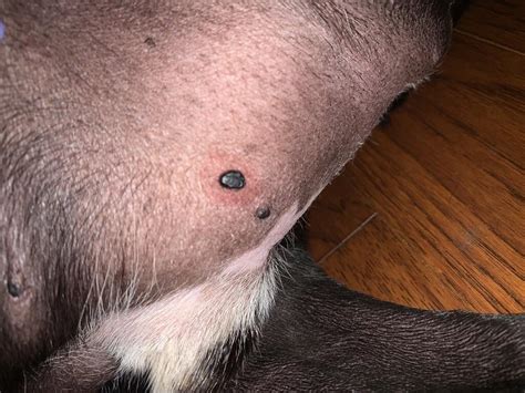 Skin Tag On Cat Belly Cat Meme Stock Pictures And Photos