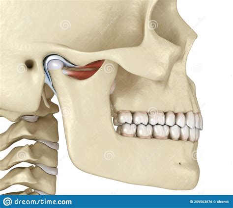 Tmj The Temporomandibular Joints Healthy Occlusion Anatomy Stock