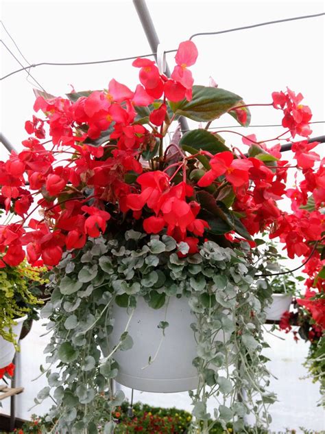 30 Best Hanging Basket Flowers For Sun Hanging Plants For Full Sun