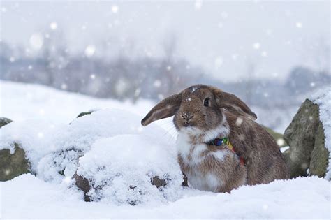 Desktop Wallpapers Rabbits Snow Animal