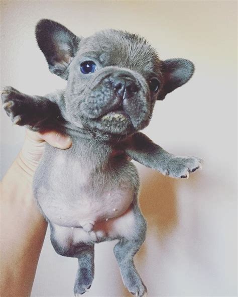 Sur.ly for drupal sur.ly extension for both major drupal version is free of charge. French Bulldog Puppies Texas