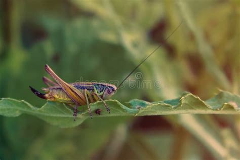 Colorful Cricket On Green Leaf Stock Photo Image Of Green