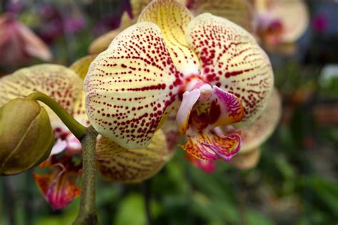 Phalaenopsis Moth Orchid Care Guide And Pictures Brilliant Orchids