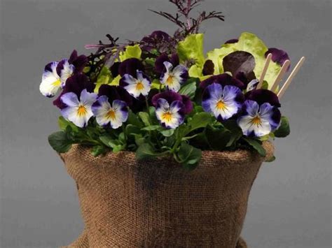 This Bag Full Of Pansies Is Filled With Hues Of Purple Blue And Yellow