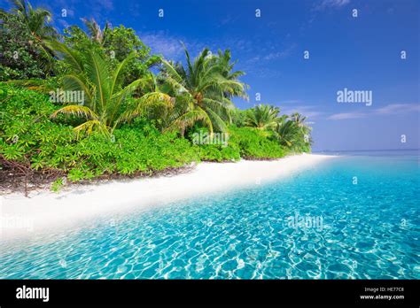 Tropical Island With Sandy Beach With Palm Trees And Turquoise Clear