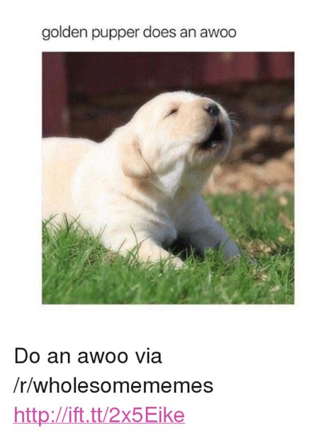 Golden Pupper Does An Awoo Do An Awoo Via Rwholesomememes