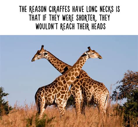 20 Amazing Animal Facts You Didnt Know Bored Panda