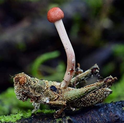 The Cordyceps Fungus Infects And Controls Insects Turning Them Into