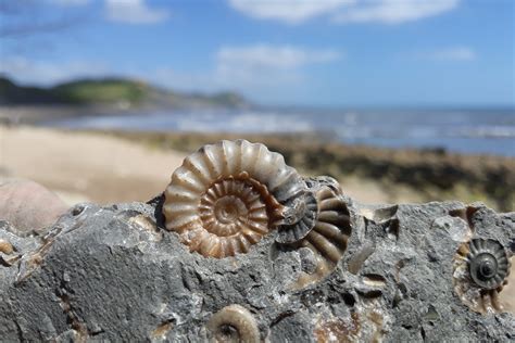 Fossil Hunting Holiday Jurassic January Weekend Offer