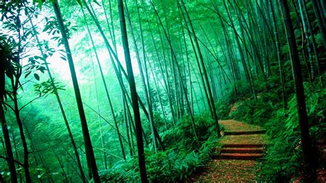 Forest Of Bamboo Natur Bambu Miljövänlig