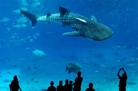 Best Aquariums In The World