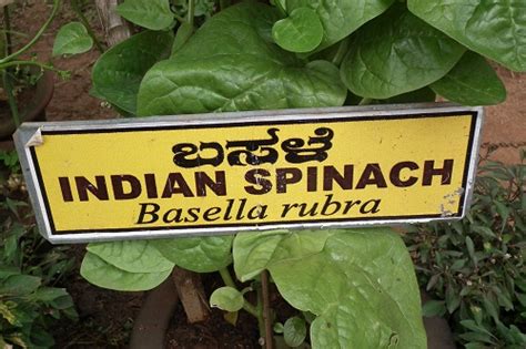 10 gram (g) per hari; 5 Cara Mengkonsumsi Daun Binahong untuk Hasil Maksimal