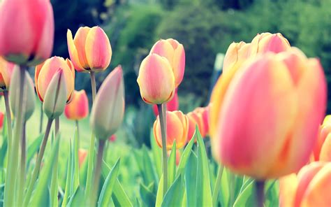 Pink And Yellow Tulips Field Tulips Dutch Netherlands Flowers Hd
