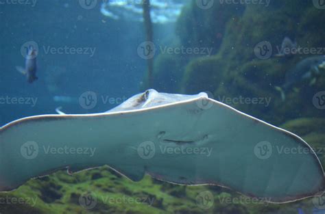 Looking At The Underside Of A Stingray Underwater 9595321 Stock Photo