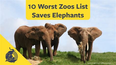 10 Worst Zoos List Saves Elephants Youtube