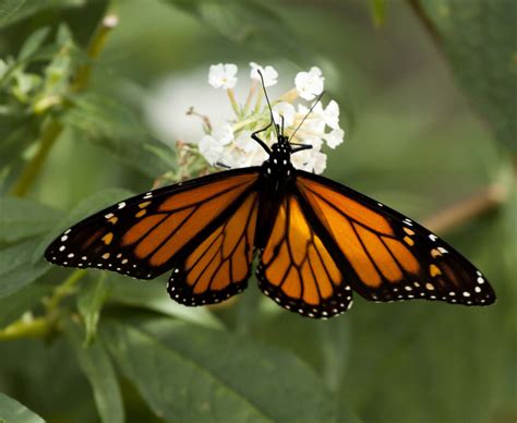 Texas State Insect Monarch Butterfly
