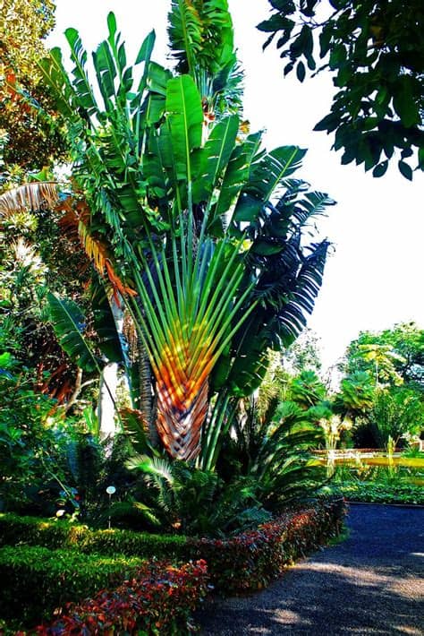 Plan your own adventure to jardin botanico botanischer garten puerto cruz, a bike touring attraction recommended by 8 people. De visita en el Jardín Botánico de Puerto de La Cruz ...