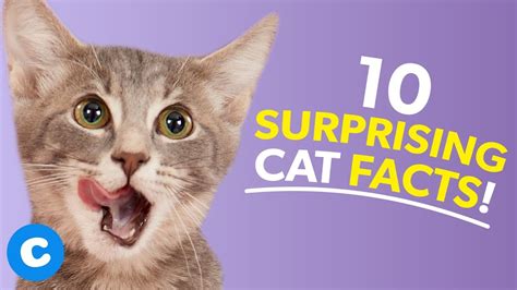 10 Interesting Facts About Cats Chewy Youtube