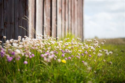 Free Images Nature Blossom Growth Field Lawn Meadow Prairie