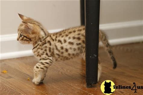 Savannah Kitten For Sale F3 Savannah Cat Male For Sale F1hybridsc