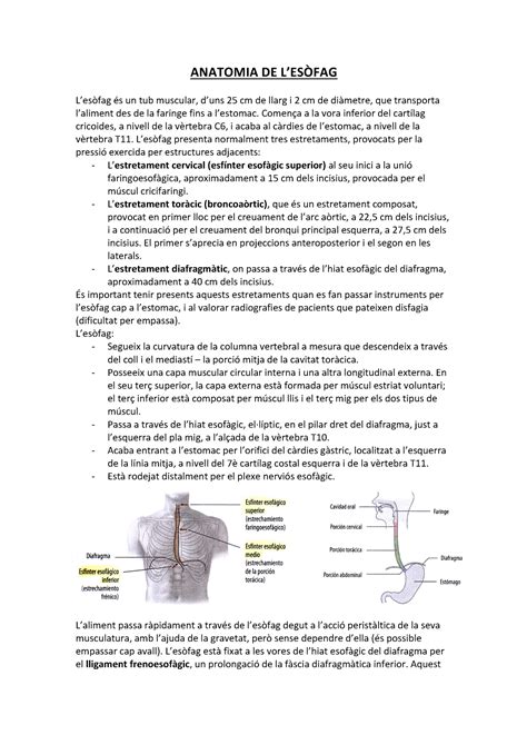 Anatomia De Lesòfag Anatomia De Un Tub Muscular 25 Cm De Llarg I 2