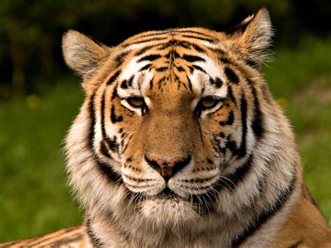 Dosyasiberischer Tiger De Edit02 Vikipedi