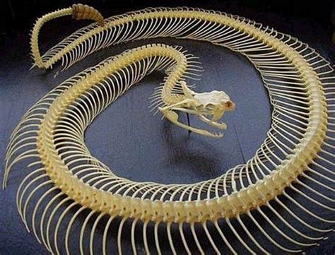 A quick 15 minutes won't do: The backbone of the snakes is made up of many vertebrae ...